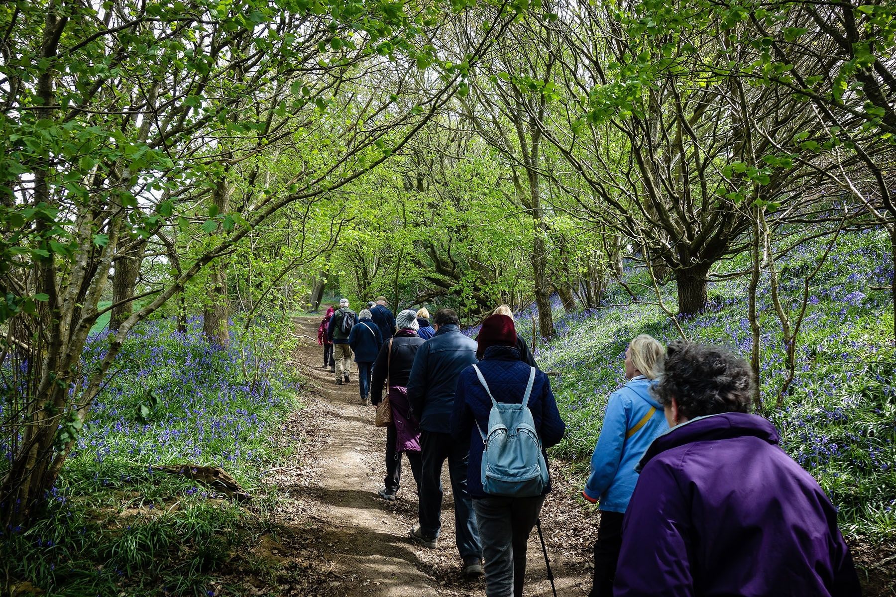Walking through the bluebells